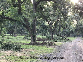 Eclectic Red Barn: Irma topples pecan trees