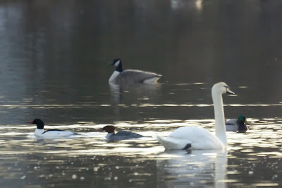 Mute Swan