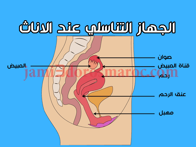 انتاج الأمشاج و الهرمونات الجنسية عند الانسان
