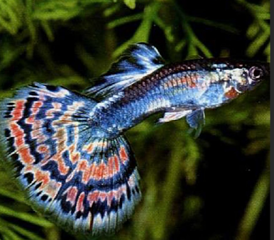 Guppy Cobra