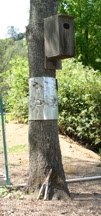 Wood Duck nest box on tree