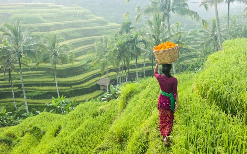  Pemandangan Desa Persawahan Keindahan Sawah 