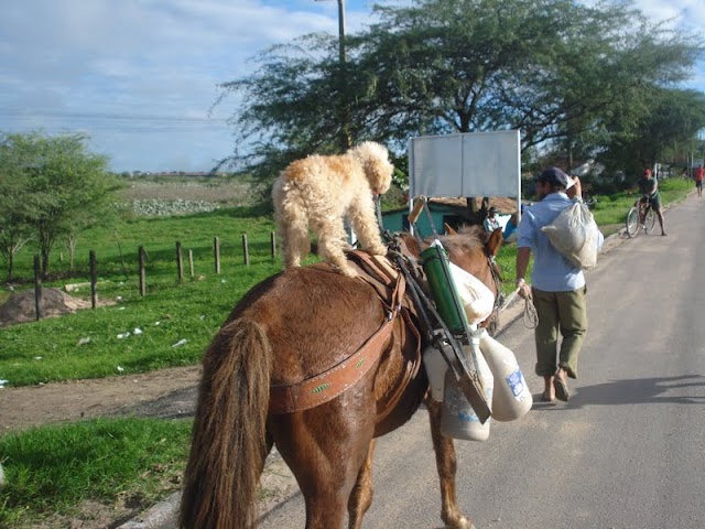 CACHORRO ANDA "DE BESTA" EM BOM CONSELHO