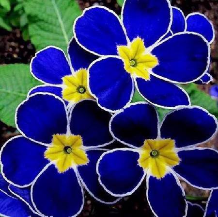  Bunga Biru Yang Sangat Cantik RINDDIANY