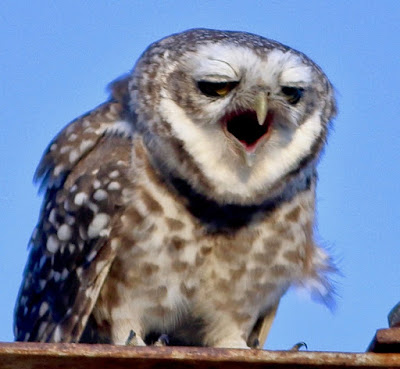 Spotted Owlet