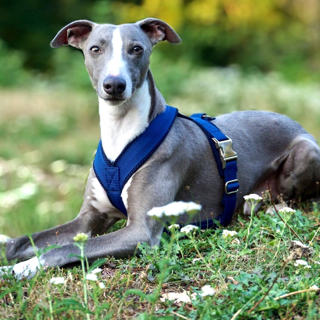 australia-greyhound-dog-harness