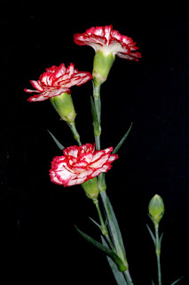 Œillet des fleuristes - Dianthus caryophyllus