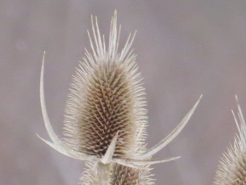 teasel