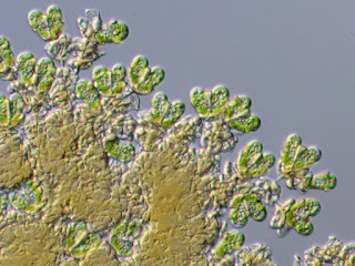 Botryococcus braunii