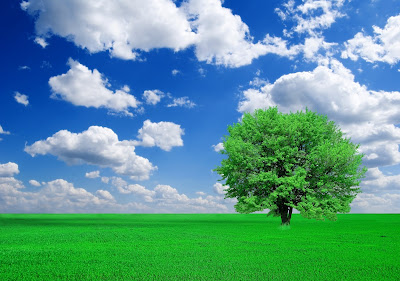 Trees grass blue sky and high-definition picture