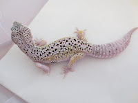 Black Hole Leopard Gecko7