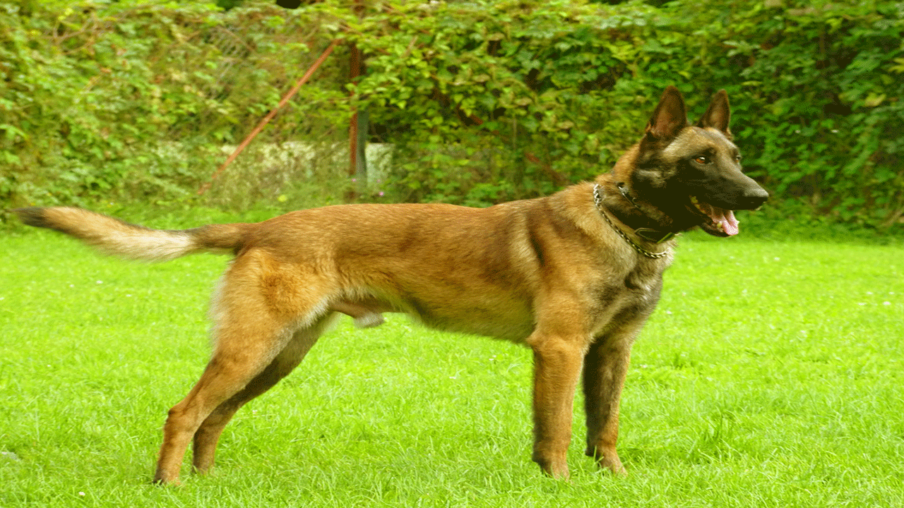 berger malinois