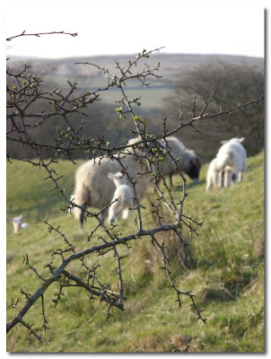 lambs in Tarset Northumberland