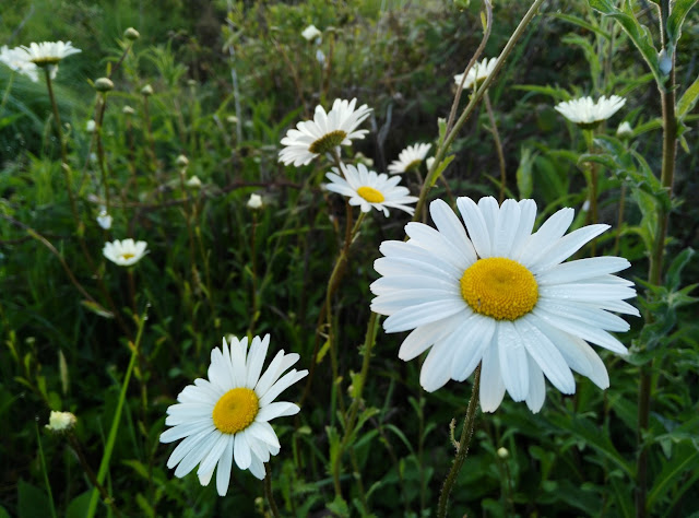 wild daisies, Galway Ireland, flowers