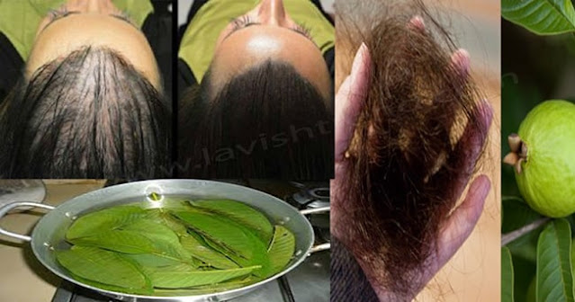 Les feuilles de goyave peuvent arrêter à 100% votre perte de cheveux et les faire pousser comme jamais