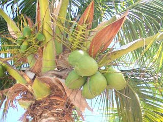 coconut trees