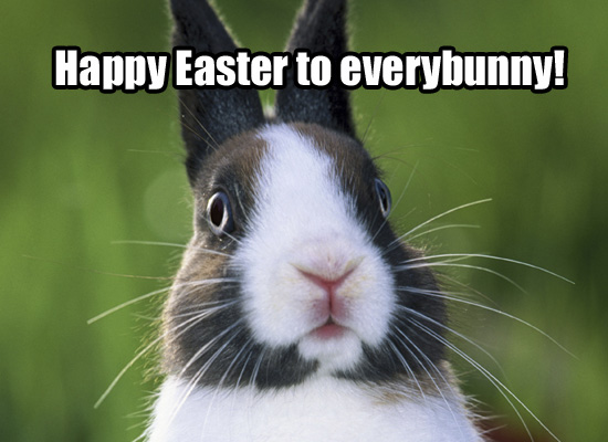 happy easter funny bunny. funny easter bunny pics. happy