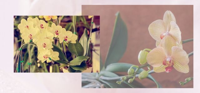 Phalaenopsis Care and Re-bloom for long time 