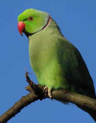 Rose king parakeet parrot
