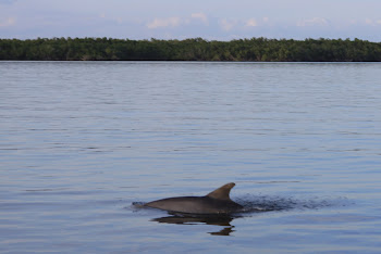 Everglades National Park Bottlenose Dolhin