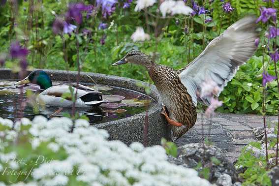 Stockente - Voller Einsatz beim Klettern