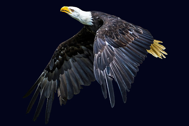 eagle hd wallpaper