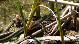 Natrix natrix DSC32329