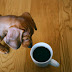 Ο ντεκαφεϊνέ καφές είναι ασφαλής για το σκύλο;