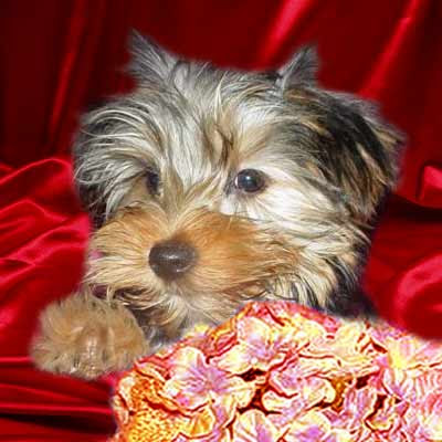  Yorkshire terrier puppy