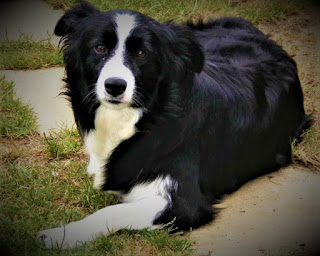 Border Collie history The sheepdog breed is one of the oldest in European countries. once man 1st set to use dogs to assist in grazing and protection of eutherian mammals, these dogs were simply the ancestors of the trendy sheepdog. In fact, they weren't terribly totally different from this representative of the breed. Size has modified, maybe trendy dogs have an additional advanced intelligence and a more robust understanding of humans, but still, they maintain several characteristic options of their additional ancient predecessors.  In those distant times, people relied heavily on their smart and endlessly devoted dogs - they were trusted to protect the home, they spent time with children, and of course, helped to guard and herd. It can be said that the breed developed naturally, as the harsh conditions of the ancient world required the animal to have good endurance, courage, and obedience to its owner.  These social dogs were thought of as extraordinarily valuable, which isn't shocking. They were oversubscribed quite expensively, and therefore the external characteristics may well be slightly totally different looking on the region. Thus, separate species of the breed were shaped, which gave the name of dependence on the realm from that they originated. above all, they were Welsh Shepherds, Northern Shepherds, Mountain shepherd dogs, and Scottish shepherd dogs.     The name of the breed collie comes from the Scottish language, and therefore in other regions of England in ancient times they were called sheepdogs. This breed existed for many centuries side by side with people, and in 1860 was first shown at the dog exhibition. It was the second dog show in the history of the country, and the Border Collie was marked there with special attention, as is the original British breed.  A few years later, while on a trip around the country, queen Victoria saw the dog border collie, and they caught her attention. She wanted to have several such dogs and literally fell in love with them at first sight. Since then, queen Victoria has become a fervent adherent of this breed. In 1876, Lloyd Price, another enthusiast of the breed, but not of royal origin, brought 100 sheep to demonstrate the abilities of the border collie dogs, setting up a whole performance.  The task was that dogs without any special commands could control the flock of sheep directing it in the right direction. They did a great job, and the teams sounded only the sound of whistles and waving hands. After such a demonstration, the popularity of the breed rapidly went up, and its fame began to spread rapidly beyond Britain. Despite such a long-standing origin, the American Kennel Club recognized these dogs only in 1995.   Characteristics of the breed popularity                                                           07/10  training                                                                10/10  size                                                                        05/10  mind                                                                     10/10  protection                                                          06/10  Relationships with children                         10/10  Dexterity                                                             09/10     Breed information country  England  lifetime  13-16 years old  height  Males: 48-56 cm Bitches: 46-53 cm  weight  Males: 14-20 kg Suki: 12-19 kg  Longwool  long-haired  Color  Black, black with white, black with a tan, brown with a tan, marble, tiger  price  300 - 900 $  description The shepherd dog breed includes a giant size and an outsized quantity of long, thick wool. The muzzle is elongated, and the ears are pleated. The limbs are long, and the tail is additionally long, saber-shaped, and fluffy.     https://petdogi.blogspot.com/  https://petdogi.blogspot.com/  personality The Border Collie dog is a great companion for a person of any age, for a single owner, or for a large family with several children. These dogs have a wonderful mind, they understand their master half-heartedly, and can be trained by a variety of teams. They love children very much, and generally love people.  You can safely leave one or additional kids with a shepherd dog while not having the slightest concern, make certain that the animal won't show the slightest hint of any aggression, and even shield and take a look at to safeguard your kid from careless actions. shepherd dogs are terribly dedicated to their family, they see the means of their existence in creating the hosts happy and serving to them the maximum amount of potential.  This is expressed literally in everything - whatever functions are required of the dog, it will do everything in its power to meet the requirements. Of course, do not expect too much from the animal - the owner should always understand the limits of the possibilities of his pet. Although do no doubt, this breed will be able to surprise you, and more than once.  In the past, the Border Collie was widely used as a shepherd dog, and now it is ubiquitous in mountainous areas of Scotland, the Alps, and other places, and therefore the instincts of the shepherd are common. It is for this reason that the dog can sometimes treat several children who are near it without adults as being under their own personal responsibility.  In relation to different animals, this breed either keeps neutrality or tries to form friends. they're typically terribly friendly and open dogs, sociable and sort. to safeguard a non-public house, that is, as a watchdog, the breed doesn't work well, simply because of its friendliness and openness. though they will raise barking and make anxiety, however assaultive an individual for a shepherd dog isn't typical. To strangers on the road refers neutrally, with no special emotions. If it's your friend, the dog can possibly forthwith try and create friends with him.   The Dog breed shepherd dog includes a fairly high level of energy and desires daily walk, physical activity, and, most extremely fascinating - exercises for the mind. These are terribly versatile and adaptive dogs, they will live each in a personal house and during town housing. However, it's fascinating that they need lots of areas. Also, don't forget that to stay within the housing of a dog with such protracted hair might not be terribly convenient. particularly if somebody in your family is laid low with allergies.  teaching The border collie is a breed of dog that is ideal for training. We can immediately say that it makes no sense to train these dogs as combat dogs capable of inflicting heavy damage on people and other dogs. However, they can be trained by various specialized teams, not counting basic teams.  The border collie is often used as an assistant for people with disabilities, for the elderly, and as dog guides. You can train your pet to bring you a phone, purse, slippers - just turn on the imagination. In training in any case do not use physical force, just get patience and be a consistent, kind, and fair host.  Also, border collie can be trained in some types of "dog" sports, including - competitive:  Obedience agility; flyball; Tracking; flying discs.        care The breed of border collie dogs has a long, thick coat, which should be combed 2-3 times a week. Some owners even sew socks from such wool, they turn out very warm and pleasant to the touch. The eyes need to be cleaned of sediment every day and keep the ears clean. They buy a dog once or twice a week. Keep in mind that the border collie breed is sensitive to the sun and heat.     Common diseases The dog Border Collie has a penchant for some diseases including:  hip dysplasia - hereditary disease; progressive retinal atrophy; epilepsy - sometimes inherited; Collie's eye abnormality is a hereditary disease that causes changes and abnormalities in the eye - sometimes they can lead to blindness. These changes may include choroid hypoplasia (abnormal development of choroidea), coloboma (optic nerve disc defect), stately (thinning of the sclera), and retinal detachment. Usually appears before the age of two; allergy.      Beautiful Pictures of Border Collie