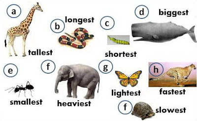 animal,wild animal,elephant,ant,comparative sentence