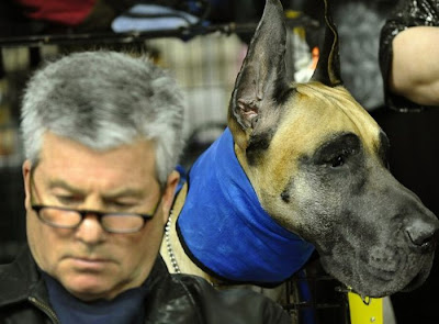 Backstage At The 135th Annual Westminster Dog Show Seen On www.coolpicturegallery.us