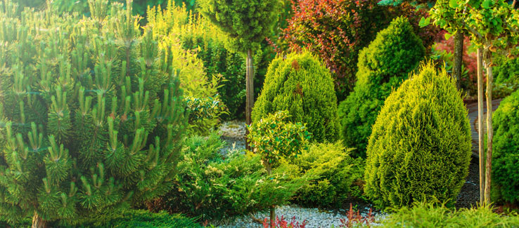 Home garden landscape with healthy trees and shrubs