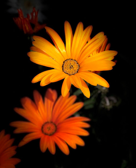 Margarida-do-cabo ou Margarida-Africana (Osteospermum ecklonis)