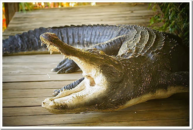 public-domain-pictures-alligator-1 (294) public-domain-pictures-alligator-1 (294)