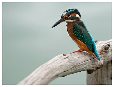 Pajarillos de colores en el paraíso (Aves Bonitas)