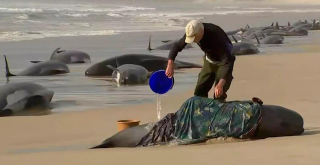 Almost 200 whales have died on a beach in Tasmania