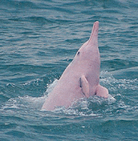 Pink Dolphin