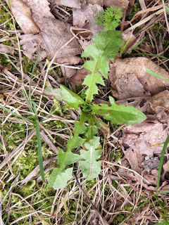 dandelion sprouts