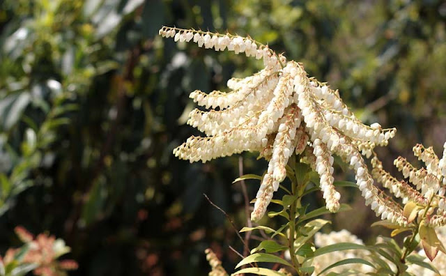 Pieris Japonica Flowers