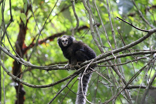 Parque Natural Municipal Montanhas de Teresópolis recebe diretores do zoológico de Beauval-França