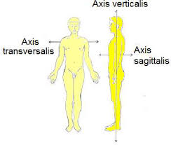 Anatomik Duruş