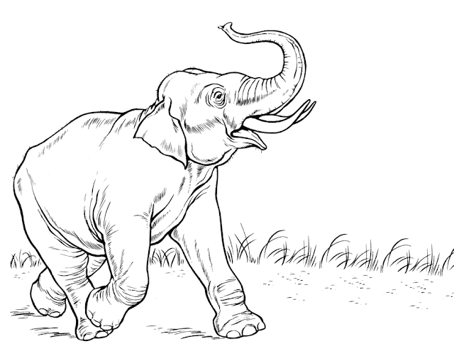 Elephant Coloring Cartoon Drawing Free wallpaper