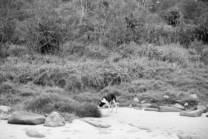 joop exploring the beach