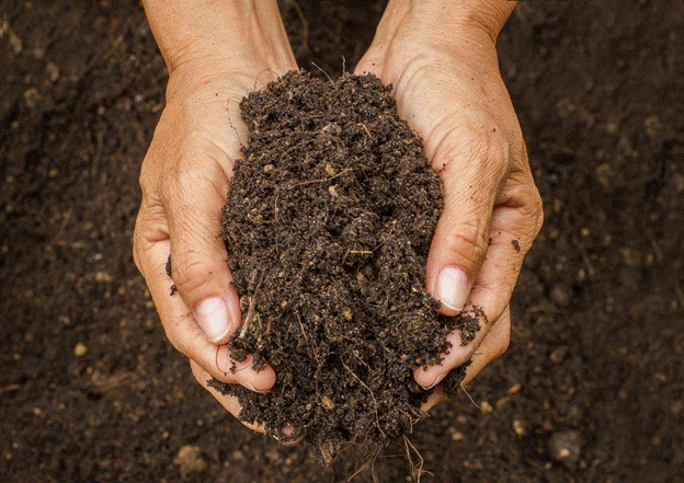 Healthy soil allows for healthier microorganisms for the plants’ growth.