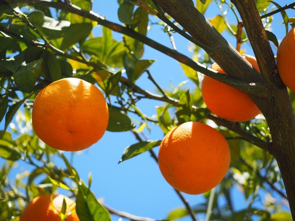 CITROS: Valor da laranja fica praticamente estável