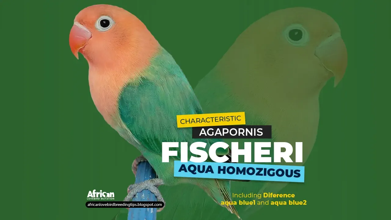 Agapornis fischeri Aqua Homozygous