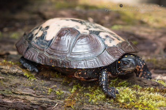 Spotted turtle missing scutes due to fungus