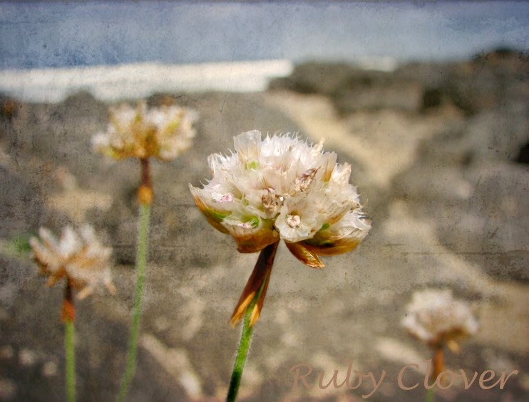  Little Flowers in Castlerock, Co. Antrim