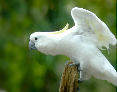 Burung kakatua jambul kuning